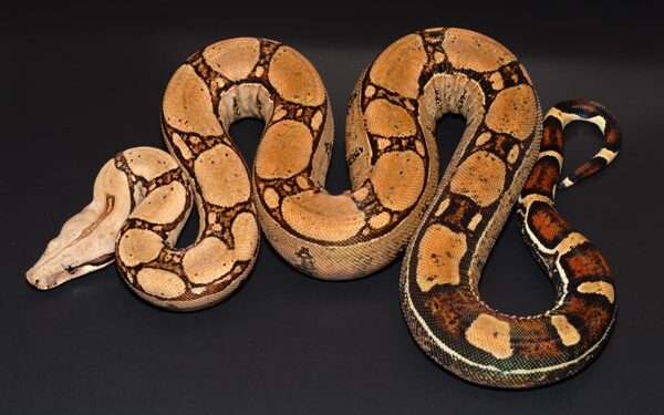 Red Tail Boa Care