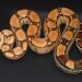 Red Tail Boa Care