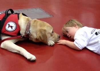 Therapy Dogs