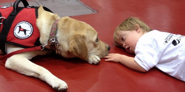 The Role of Therapy Dogs and Where to Find Them Therapy Dogs