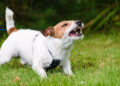 Calm Your Reactive Dog