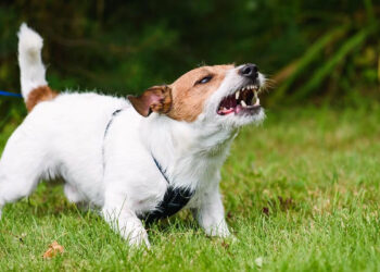 Calm Your Reactive Dog