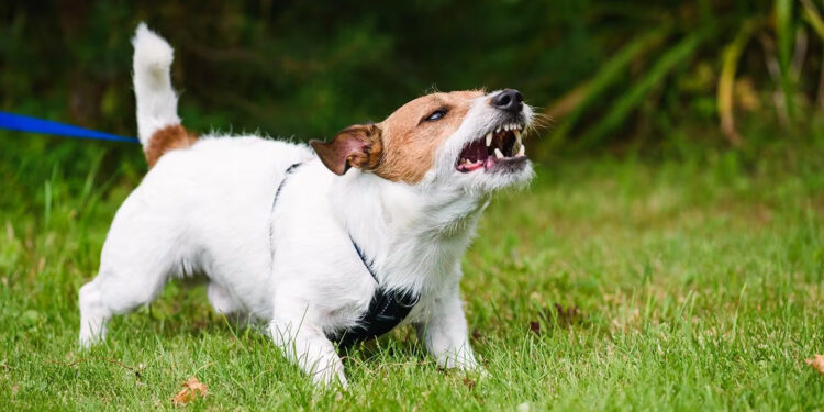 Calm Your Reactive Dog