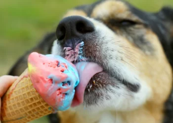 Can Dogs Safely Consume Icing