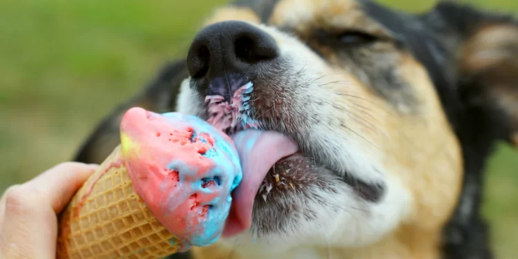 Can Dogs Safely Consume Icing: A Comprehensive Guide Can Dogs Safely Consume Icing