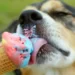 Can Dogs Safely Consume Icing