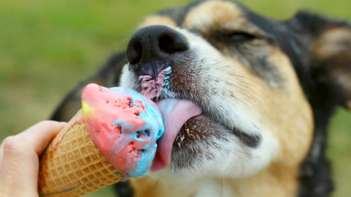 Can Canine Safely Devour Icing: A Complete Information