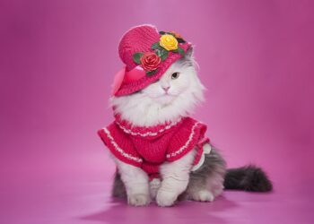 Cat Clothes