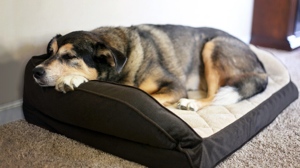 Adapting Your Home for the Comfort and Mobility of Senior Pets Comfortable Resting Areas