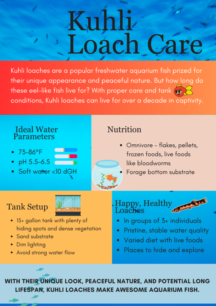 The Journey of a Kuhli Loach: How Long Can You Expect Them to Live? Kuhli Loach Lifespan