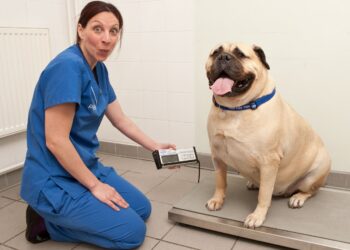 Rescuing Or Fostering An Overweight Dog
