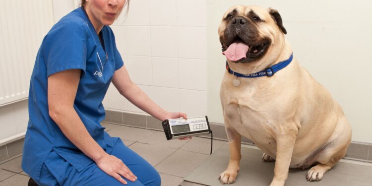 Rescuing Or Fostering An Overweight Dog: How To Help Them Drop Pounds Quickly Rescuing Or Fostering An Overweight Dog