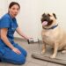 Rescuing Or Fostering An Overweight Dog: How To Help Them Drop Pounds Quickly Rescuing Or Fostering An Overweight Dog
