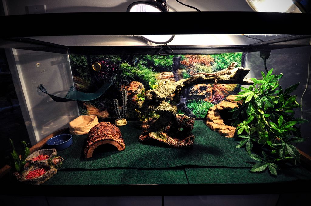 6 Essential Reptile Supplies And Accessories To Buy