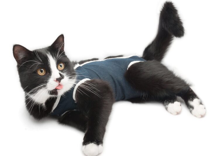 Sock onesie for cats 