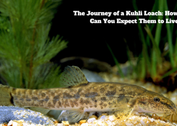 The Journey of a Kuhli Loach: How Long Can You Expect Them to Live? Kuhli Loach