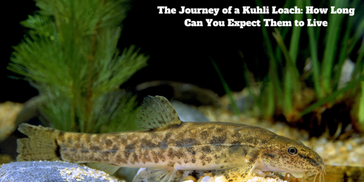 Kuhli Loach