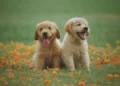Ethical Breeding Practices