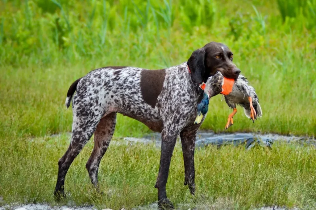 Bird Hunting Dog Names