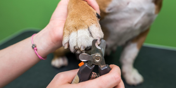 Dog Nail Clippers