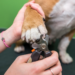 Dog Nail Grinder vs Clipper: Which is the Better Grooming Tool? Dog Nail Clippers