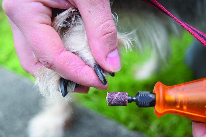 Dog Nail Grinders