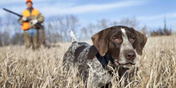 Hunting Dog Names