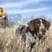 Best Male & Female Hunting Dog Names Hunting Dog Names