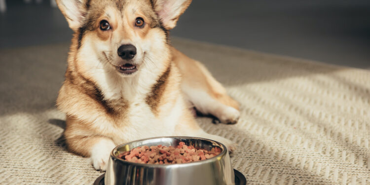 How Many Calories Dogs Need In A Day?