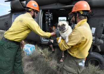 Keeping Your Pets Safe During a Wildfire Evacuation