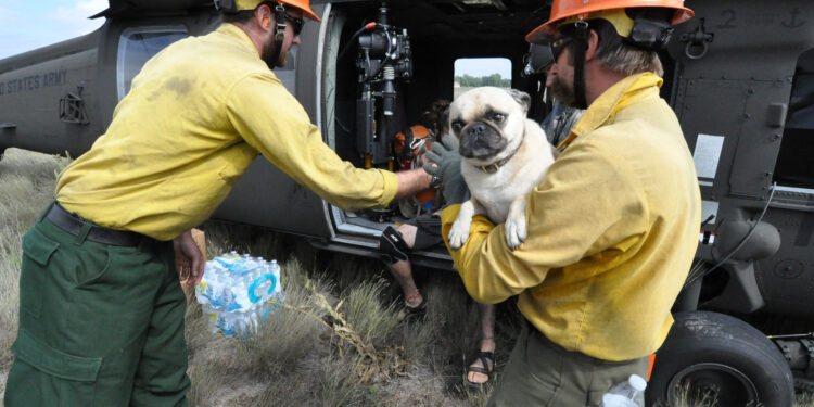 Keeping Your Pets Safe During a Wildfire Evacuation