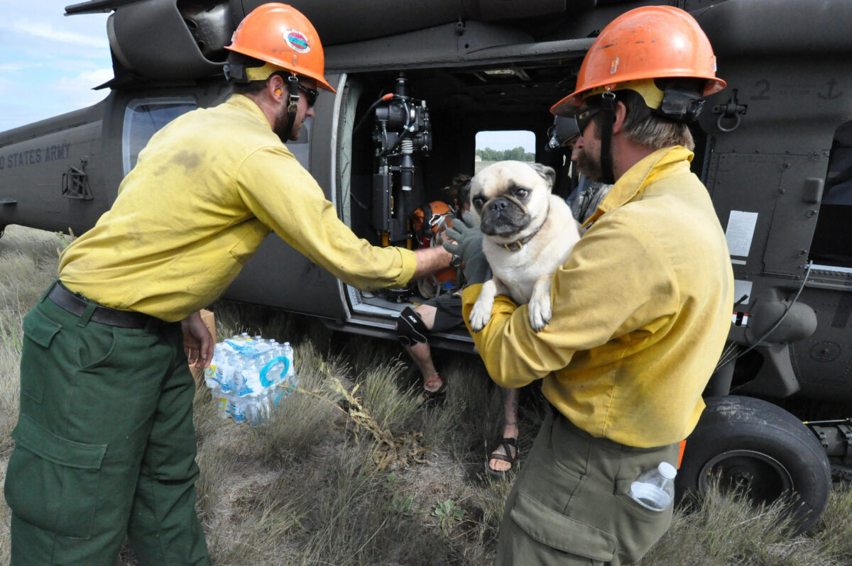 Keeping Your Pets Safe During a Wildfire Evacuation