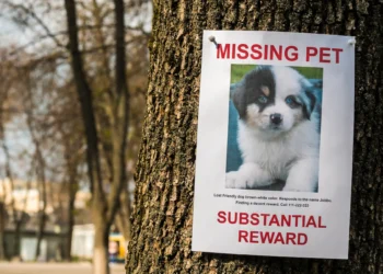 Maine Lost And Found Pets Group