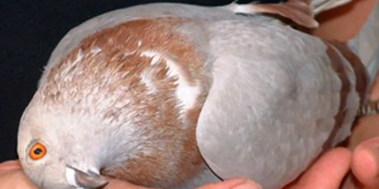 Pigeon Paramyxovirus