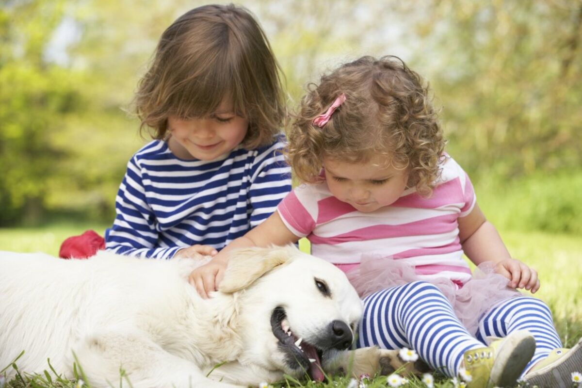 5 Canine Breeds That Are Nice For Households With Small Kids