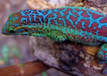 10 Adorable Cute Reptiles To Own Cute reptiles