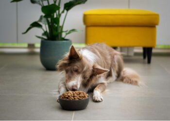 Grain-Free Pets Diets