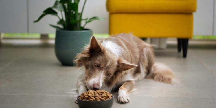 Grain-Free Pets Diets
