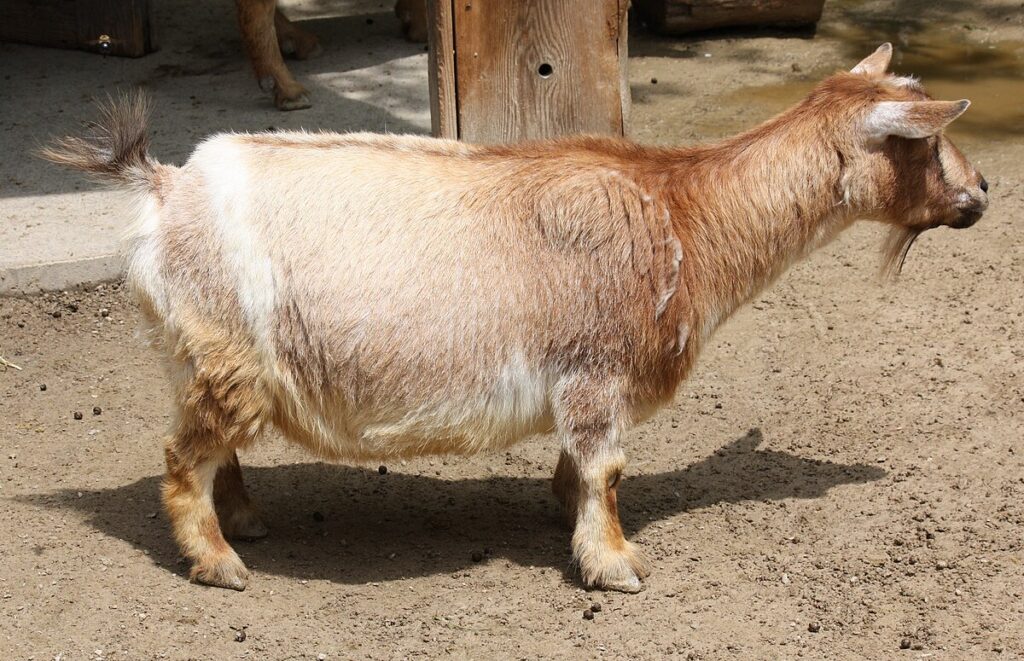 Nigerian Dwarf Goats The Ultimate Guide