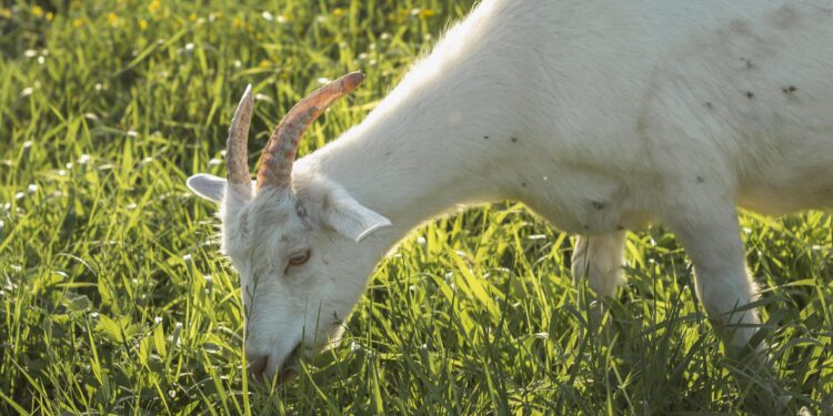 What Do Pygmy Goats Eat
