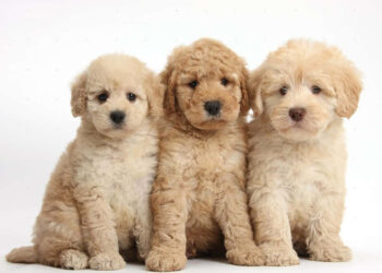 Goldendoodle Breeder