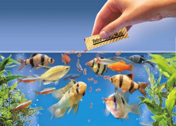 Guide to Antibiotics for Fish