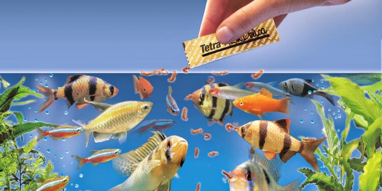 Guide to Antibiotics for Fish