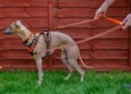 Dual-Clip Harness