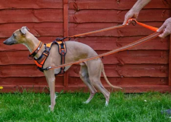 Dual-Clip Harness