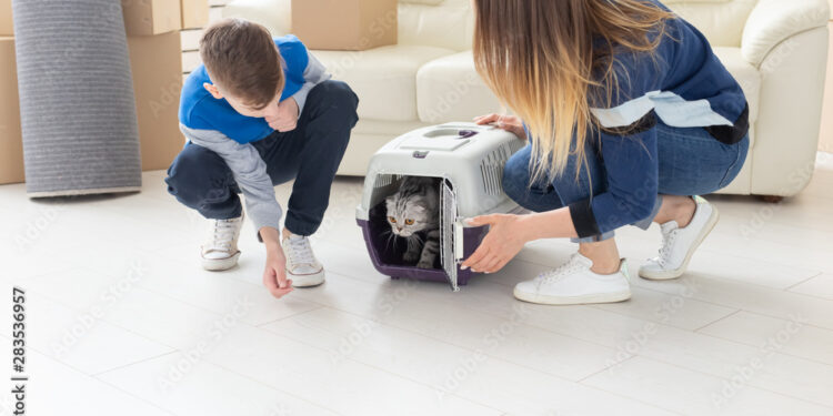 Slim young mother and little son launch their beautiful gray Scottish Fold cat into their new apartment in the living room. The concept of tradition with housewarming.