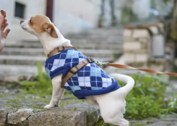 Puppy Training Treats