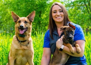 Dog Training in Madison