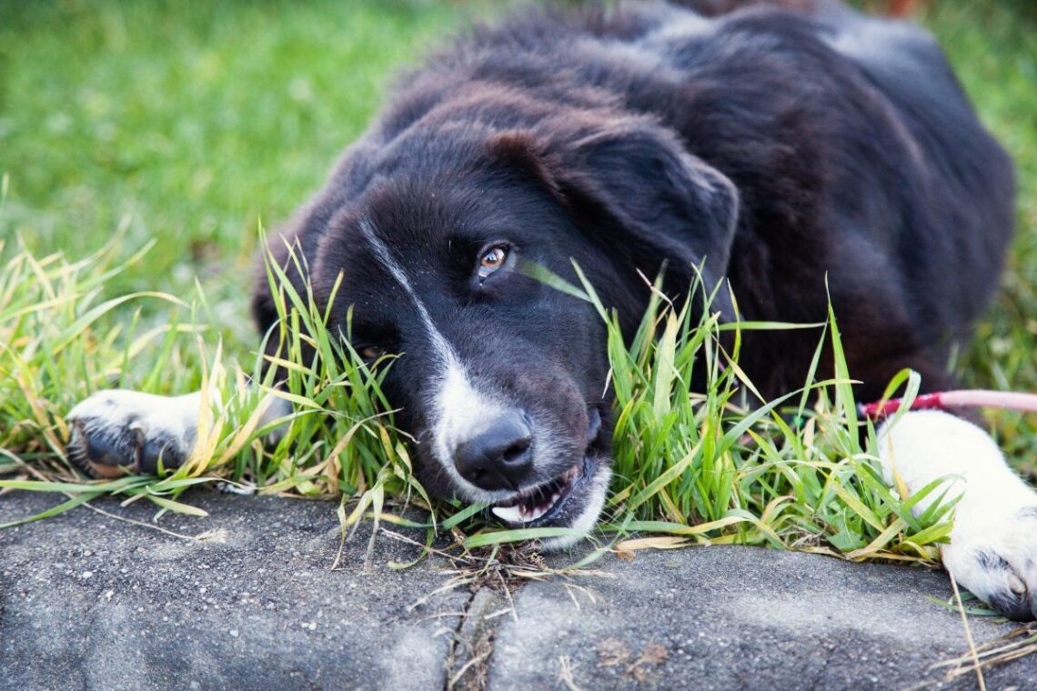 Pet Poisoning What To Do In An Emergency And How To Prevent It