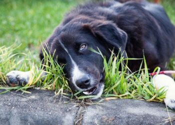 Pet Poisoning: What to Do in an Emergency and How to Prevent It Pet Poisoning